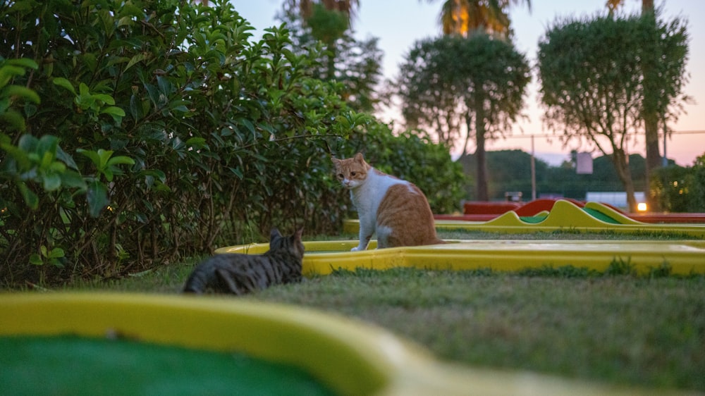 a couple of cats sitting on top of a lush green field