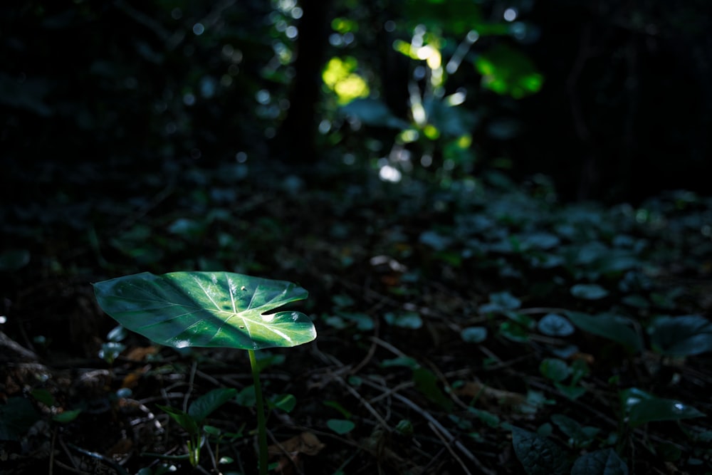 a large green leaf sitting in the middle of a forest
