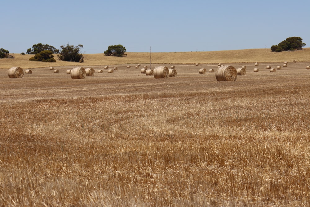 a field full of hay bales with trees in the background