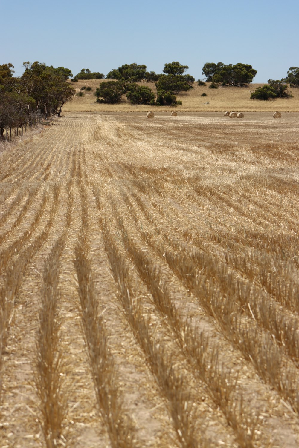 a large field of dry grass with trees in the background