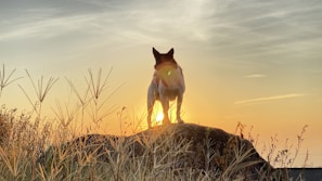 Solitario, the German shepherd, standing poised against a city skyline at dusk with warm golden light highlighting his calm leadership.