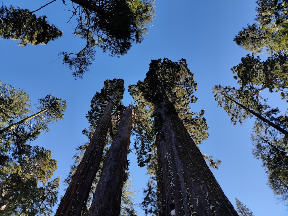 a group of tall trees standing next to each other