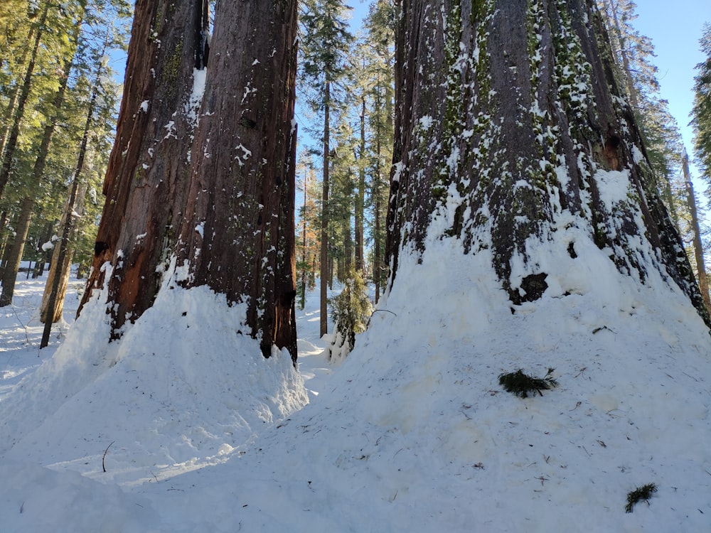 a group of trees that are in the snow