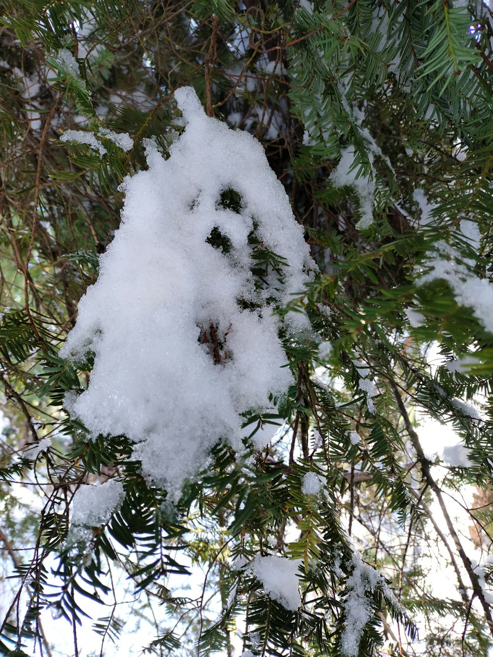 a snow covered pine tree branch with snow on it