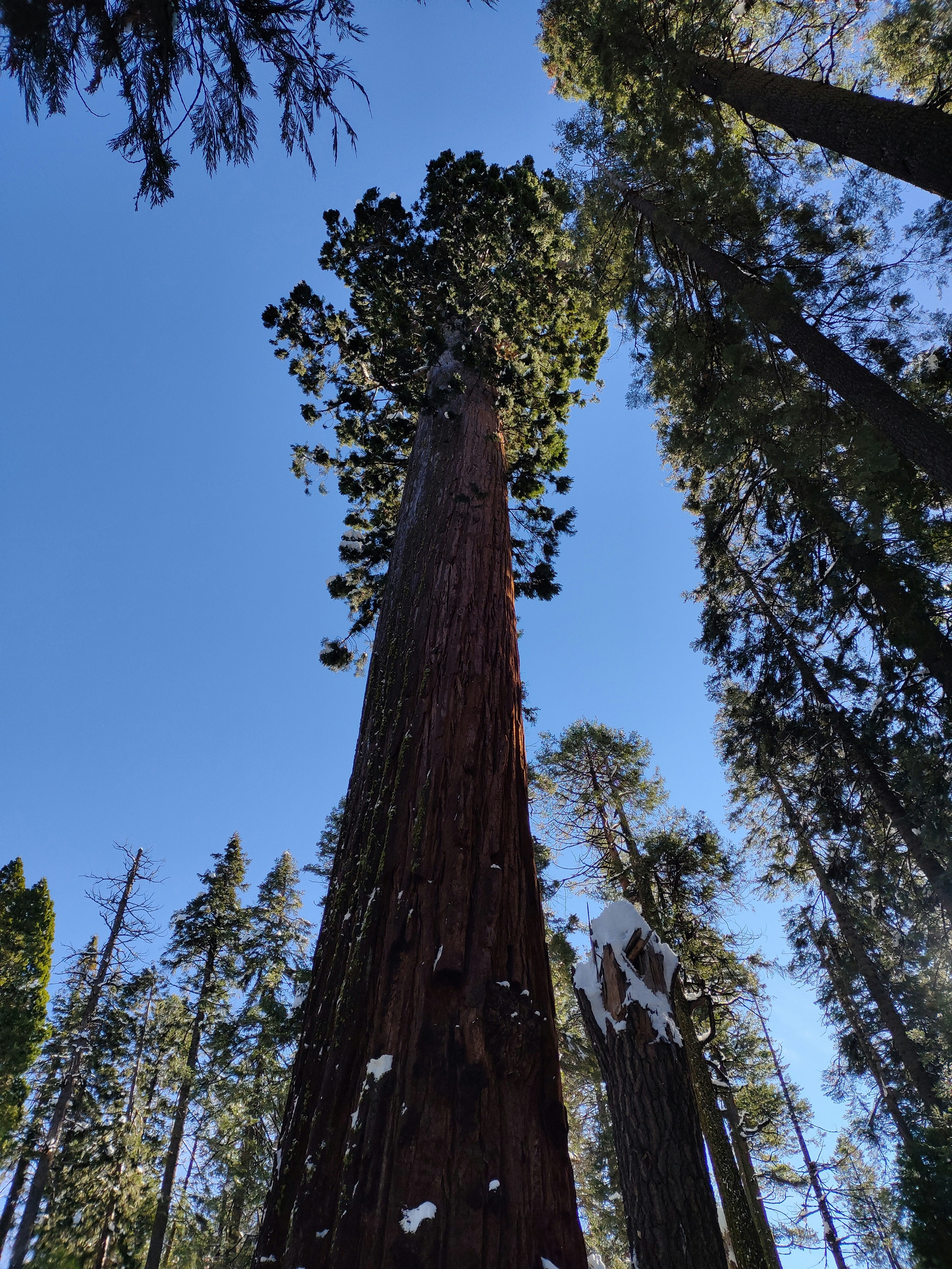 a tall tree in the middle of a forest