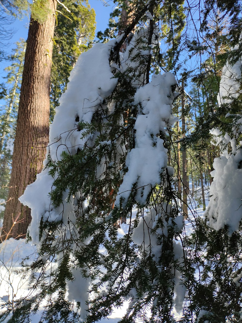 a pine tree covered in snow in a forest