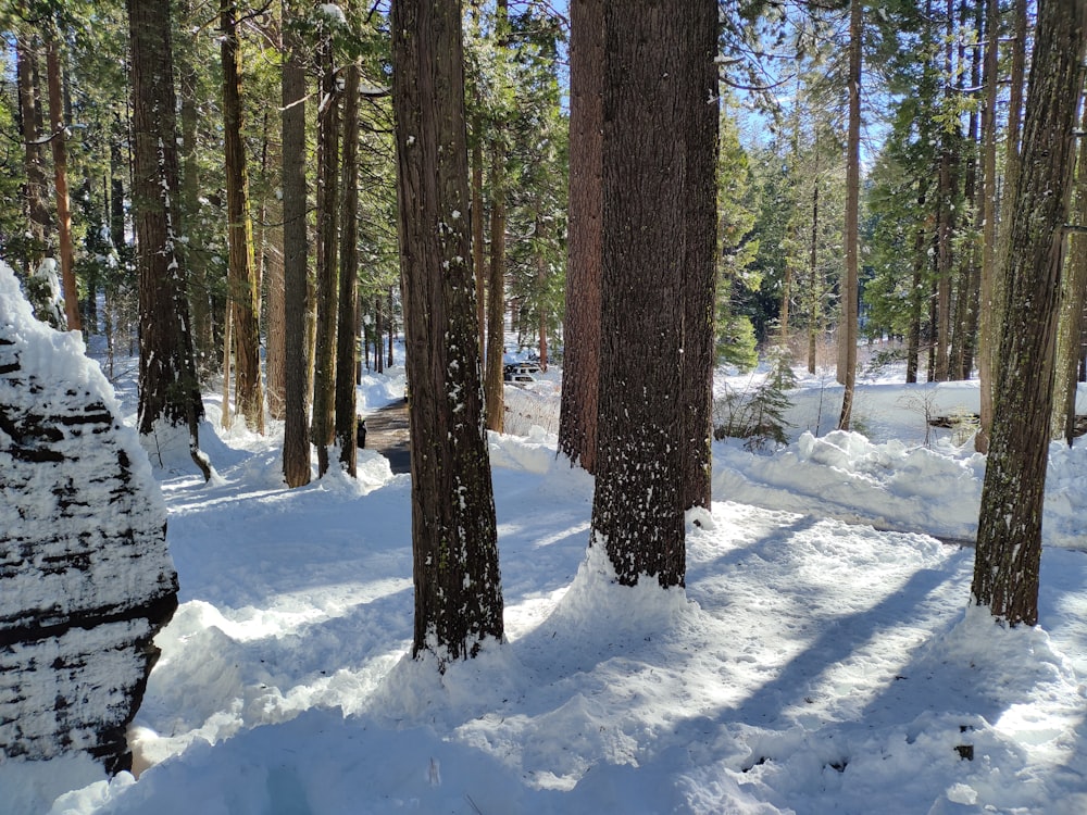a snow covered path through a forest with trees