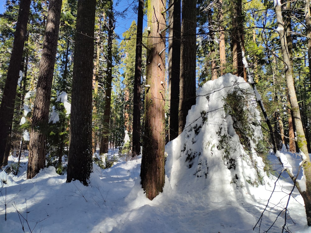 a forest filled with lots of tall trees covered in snow