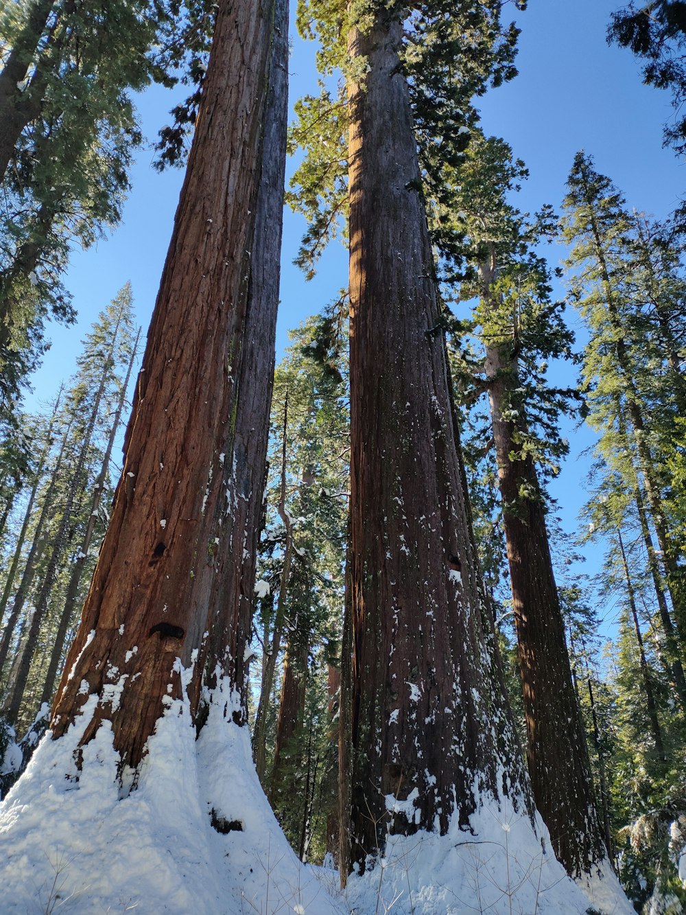 a couple of large trees standing in the snow