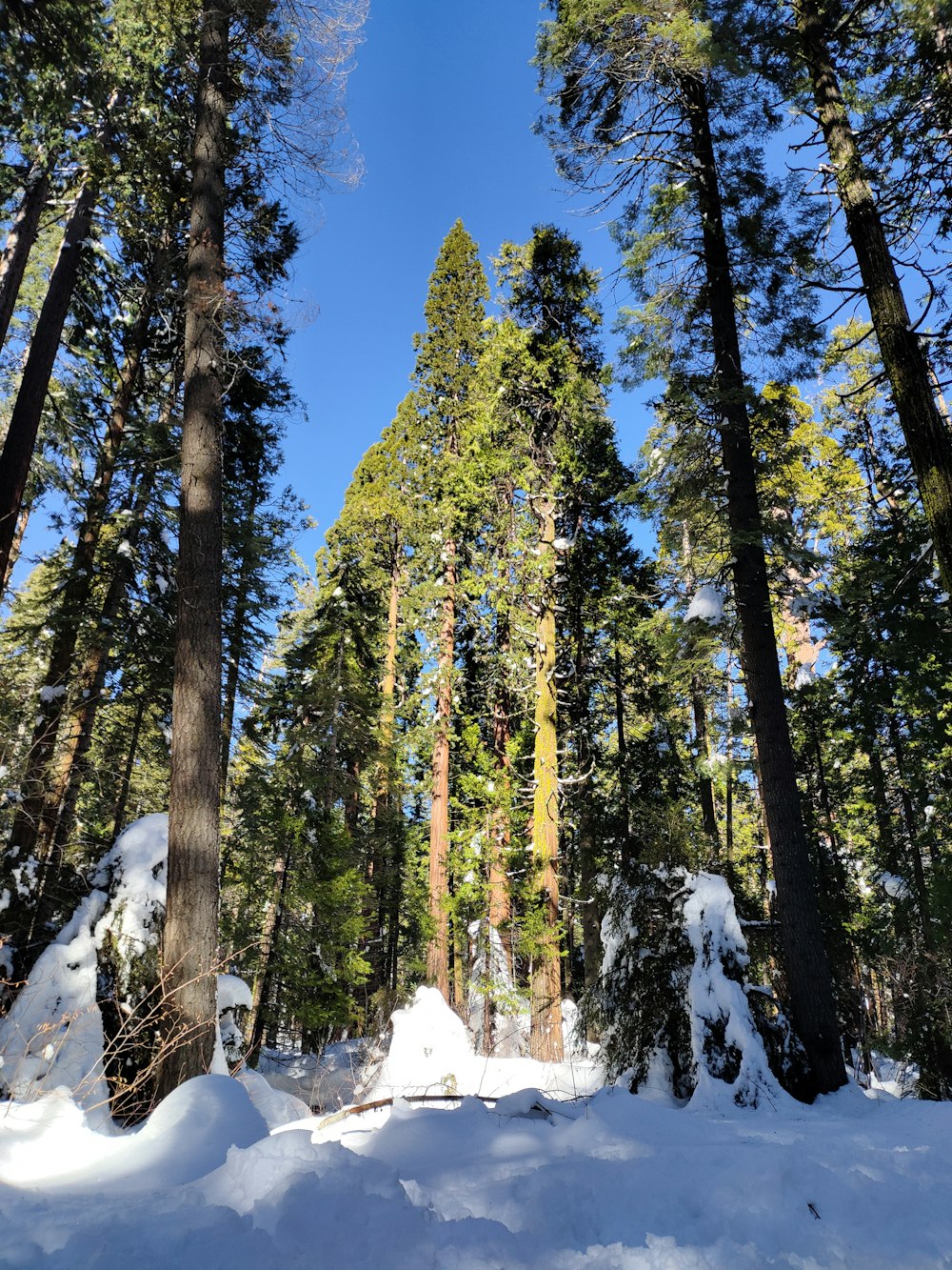 a forest filled with lots of tall trees covered in snow