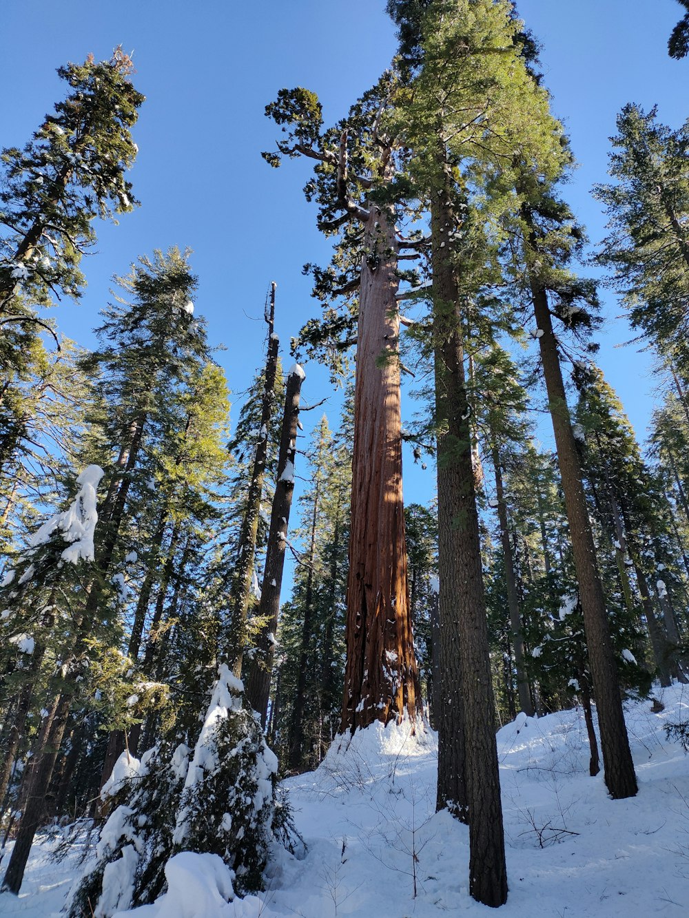 a large tree in the middle of a snowy forest