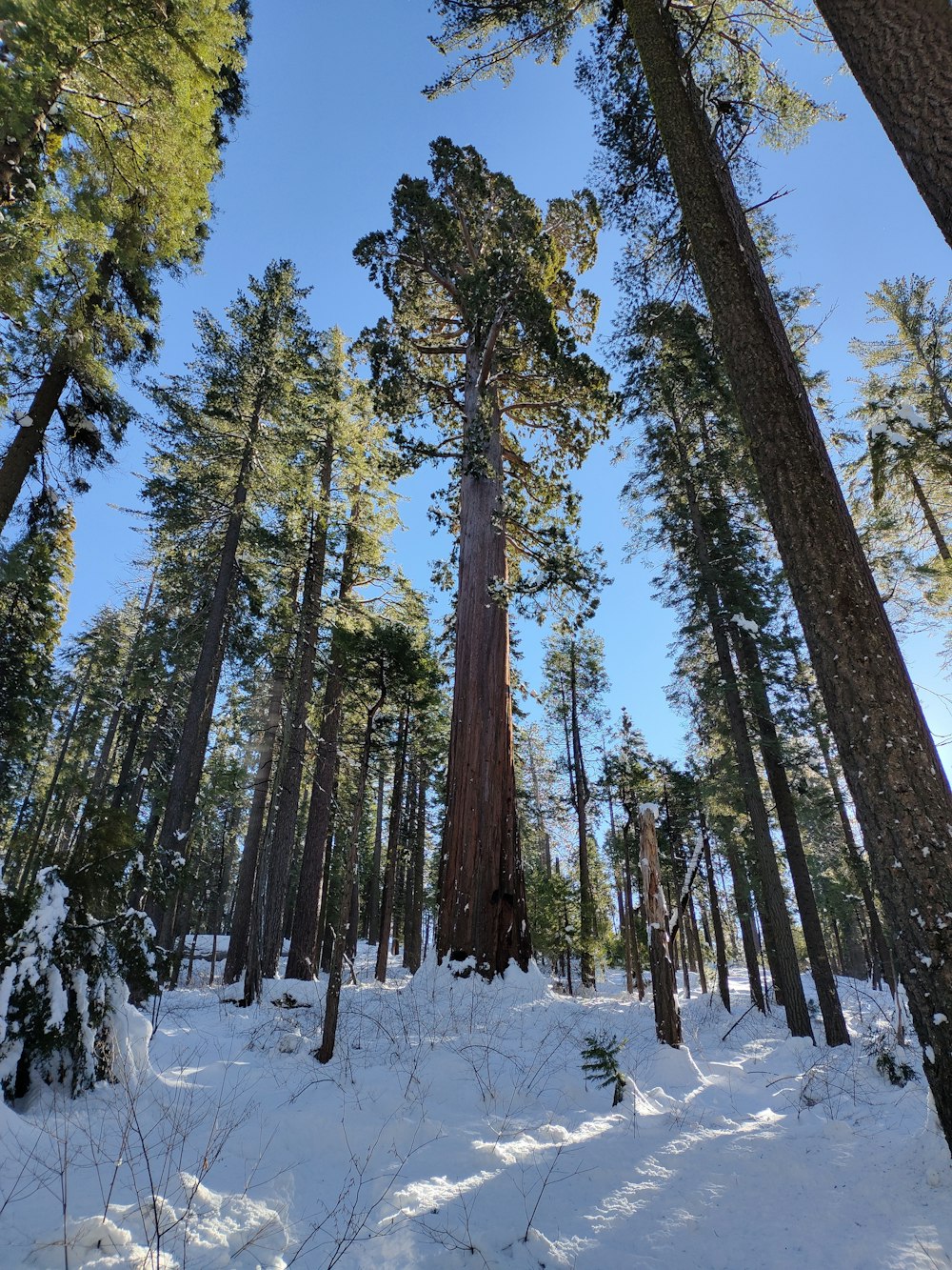 a forest filled with lots of tall trees covered in snow