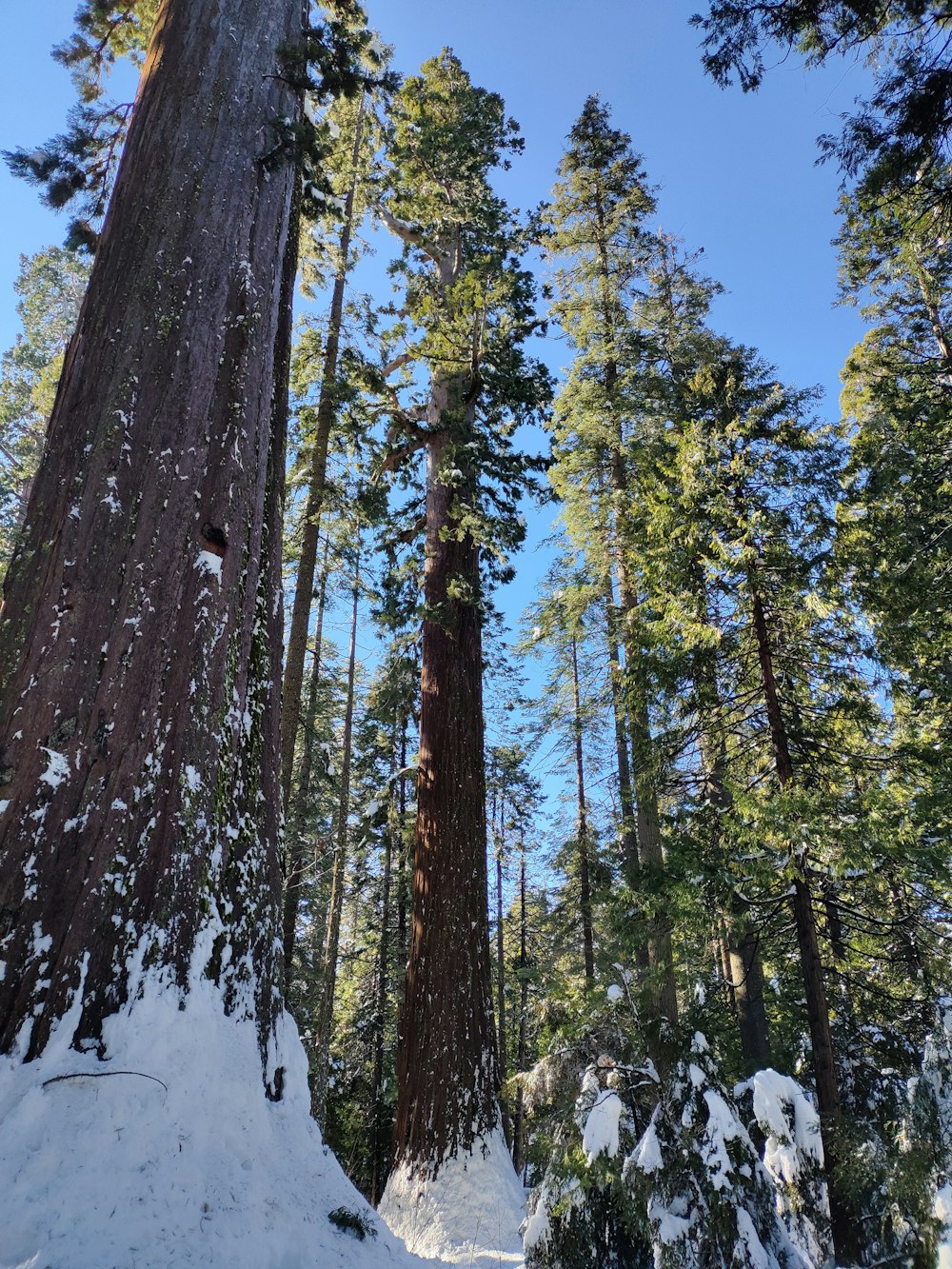 a forest filled with lots of tall trees covered in snow