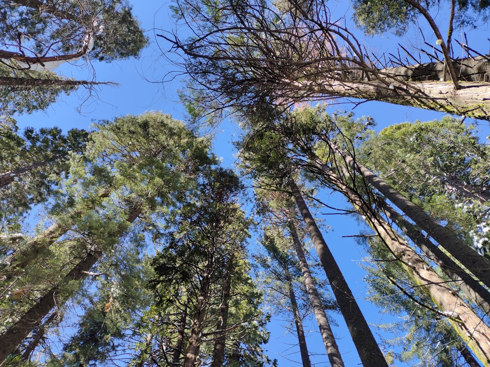 a group of tall trees standing next to each other