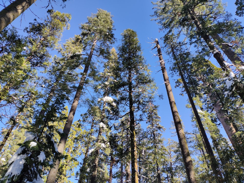 a group of tall trees standing next to each other