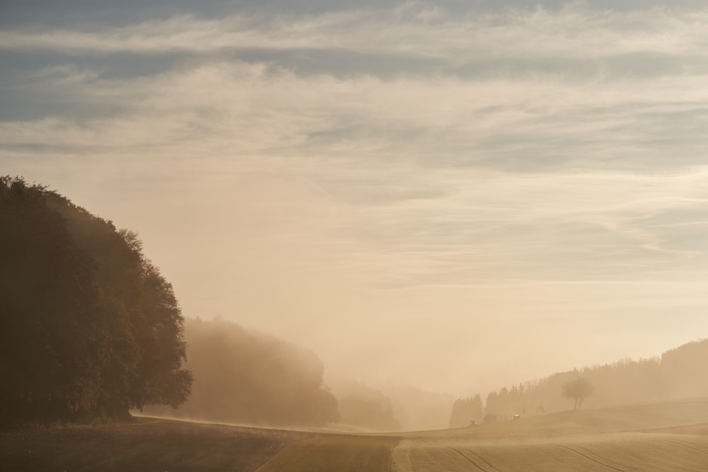 a foggy field with trees in the distance