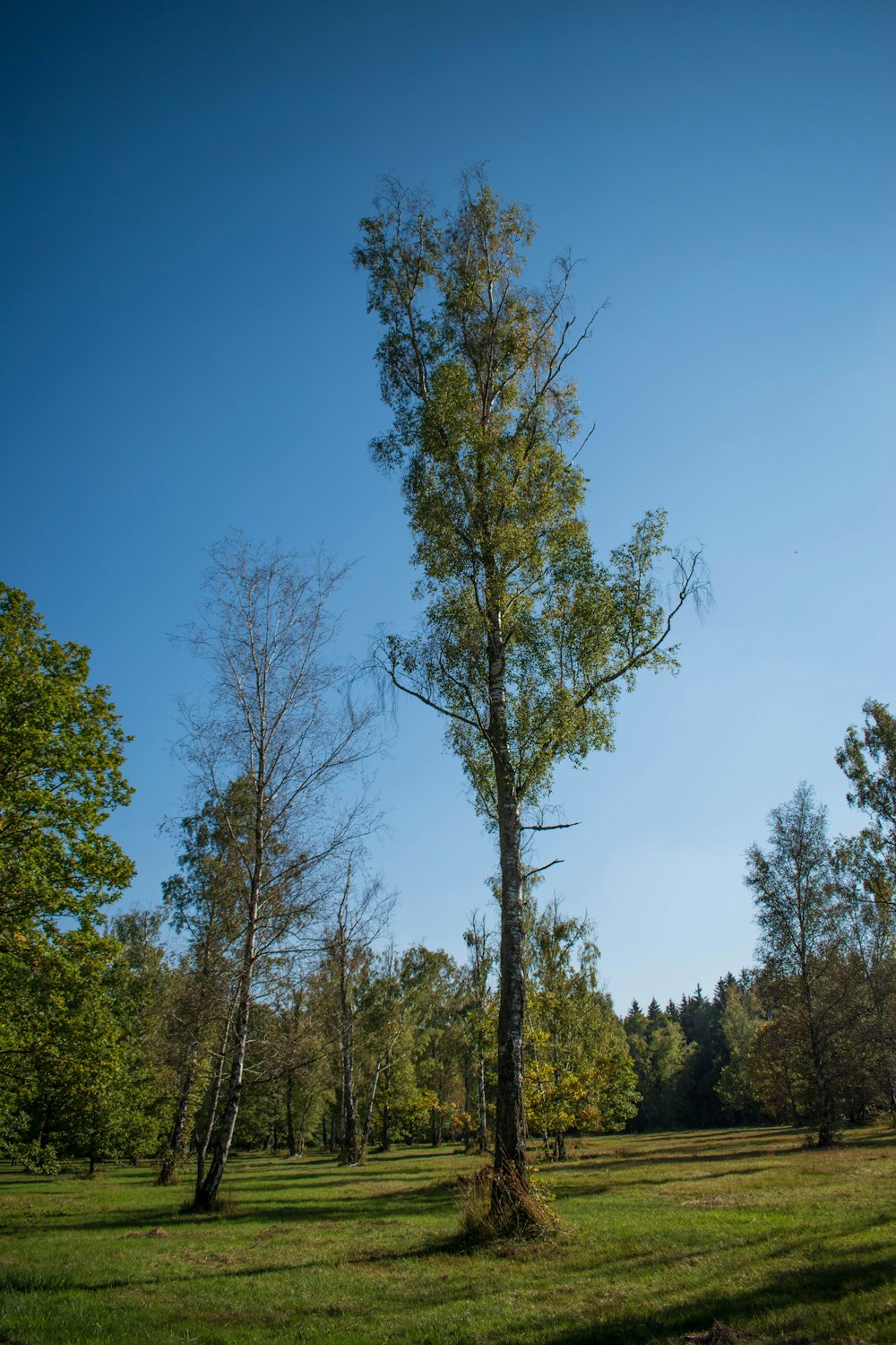 a lone tree in a grassy field with trees in the background