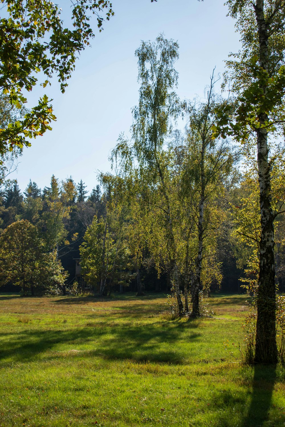 a field with trees and a bench in the middle of it