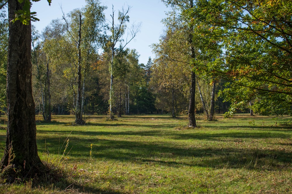 a grassy field with trees and grass in the foreground