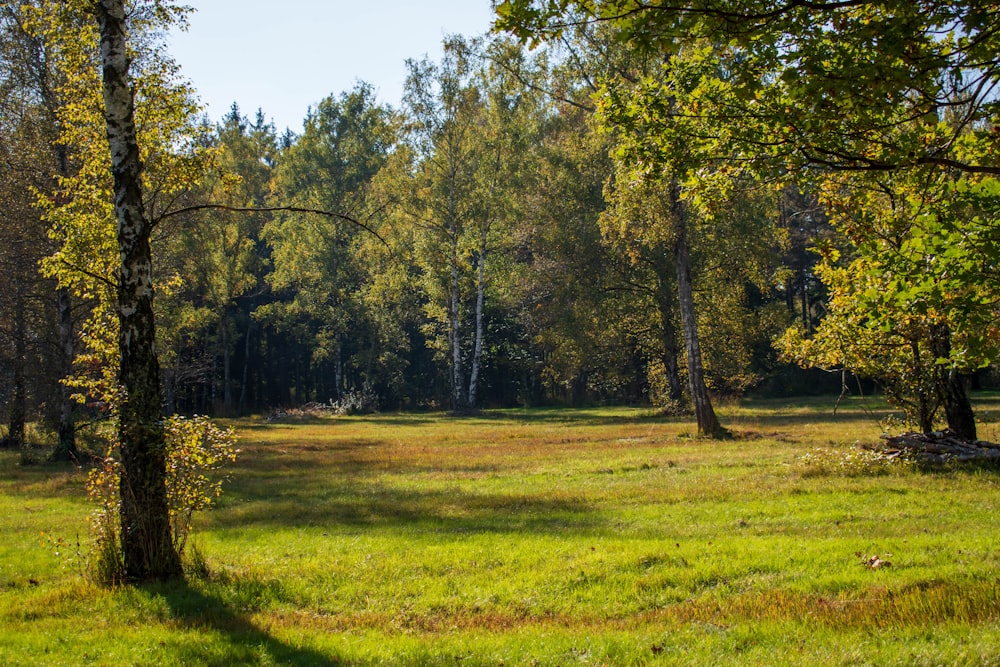 a grassy field with trees and grass in the foreground