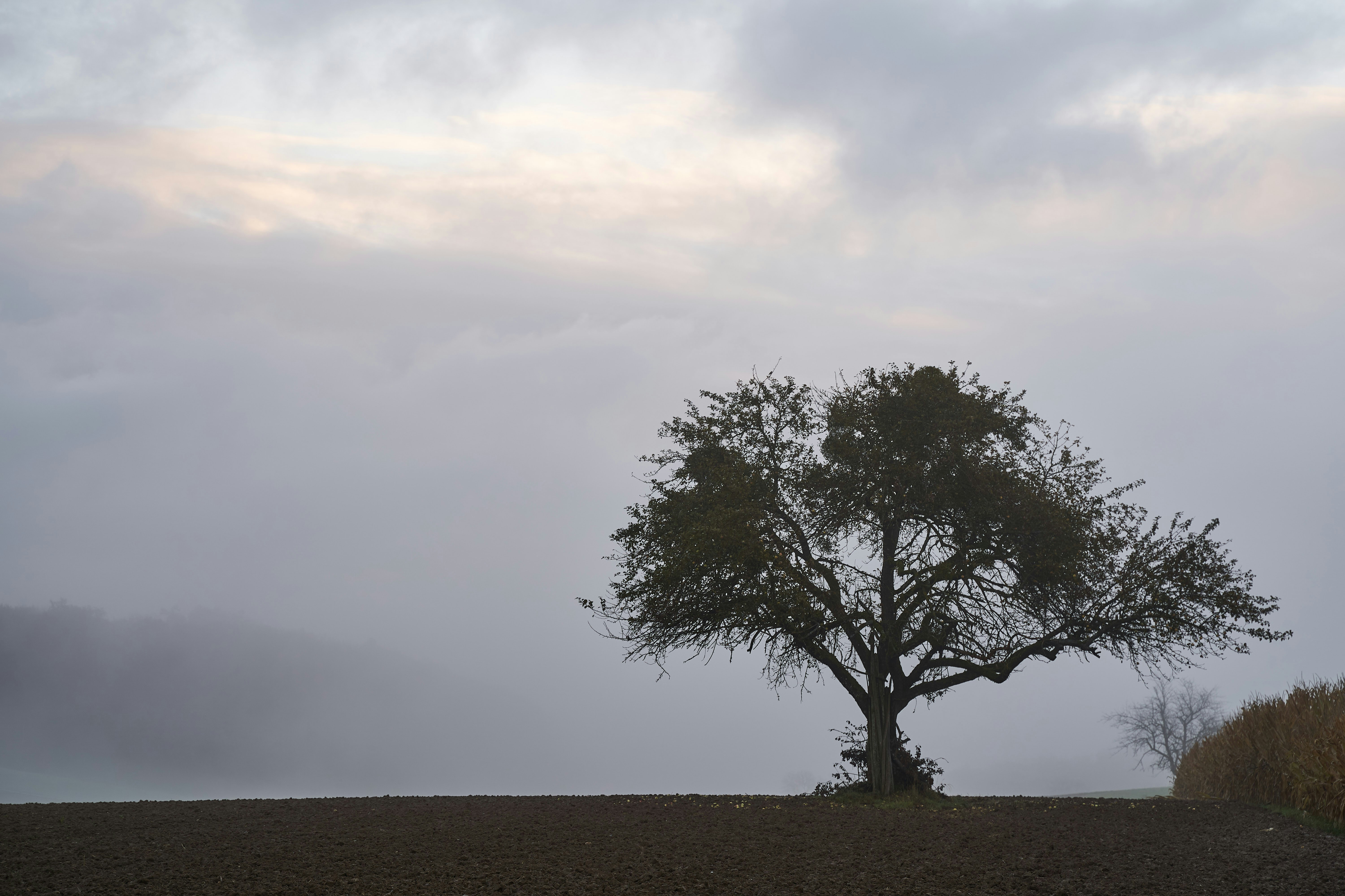 Photo by wolfgang_hasselmann