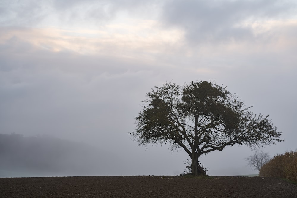 a lone tree stands alone in a field