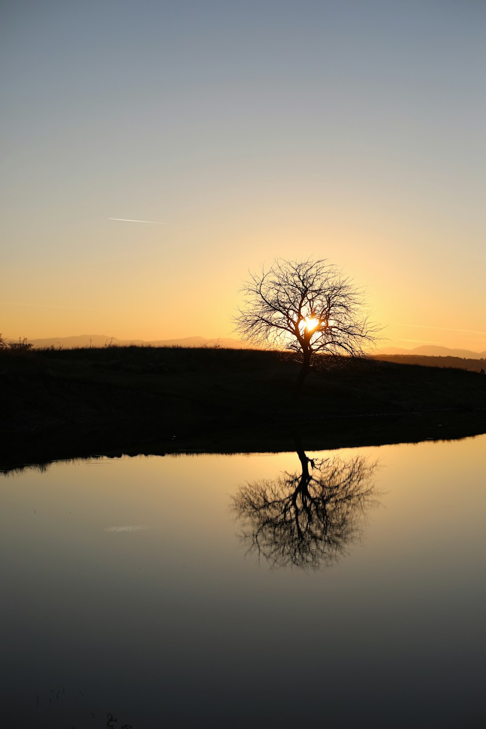 a lone tree is silhouetted against the setting sun