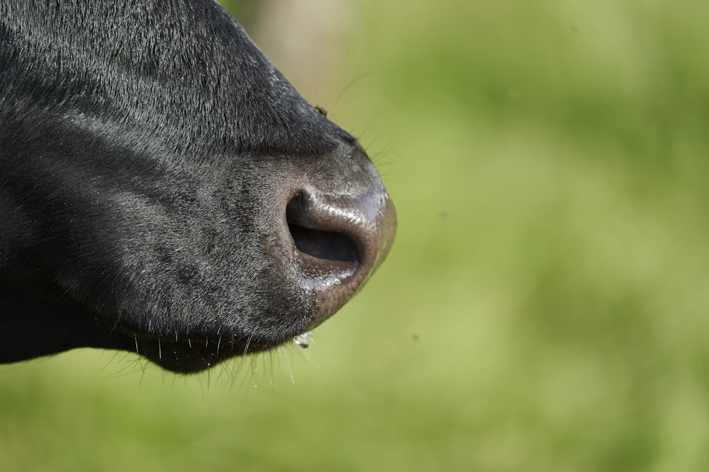 a close up of the nose of a black cow