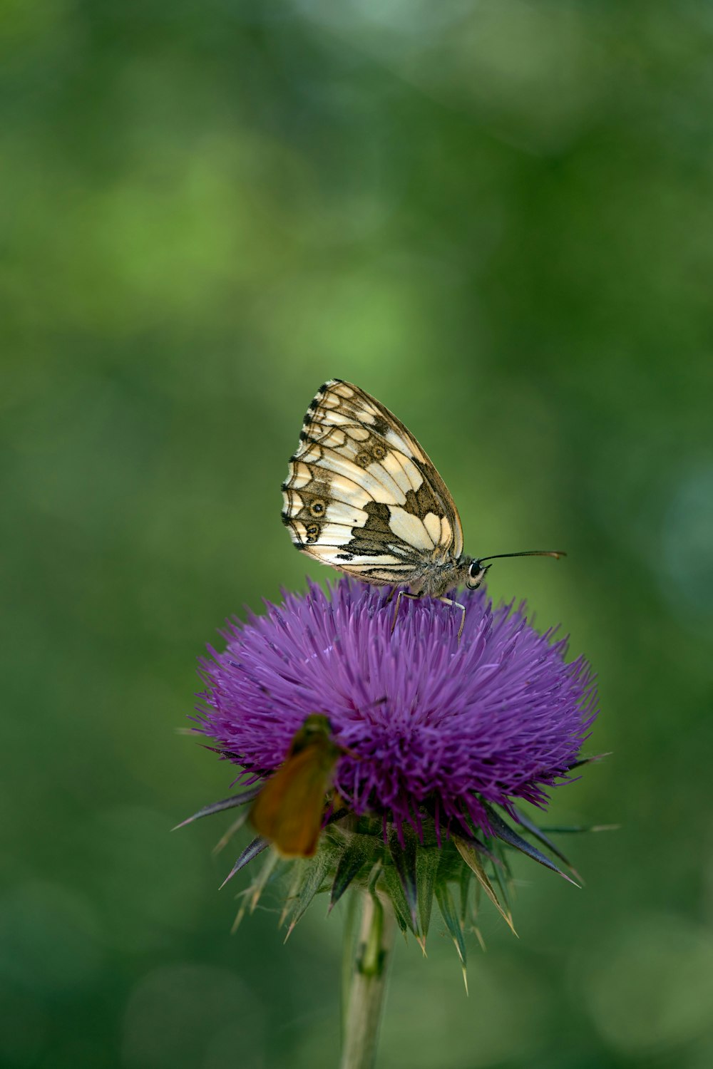 a butterfly sitting on top of a purple flower