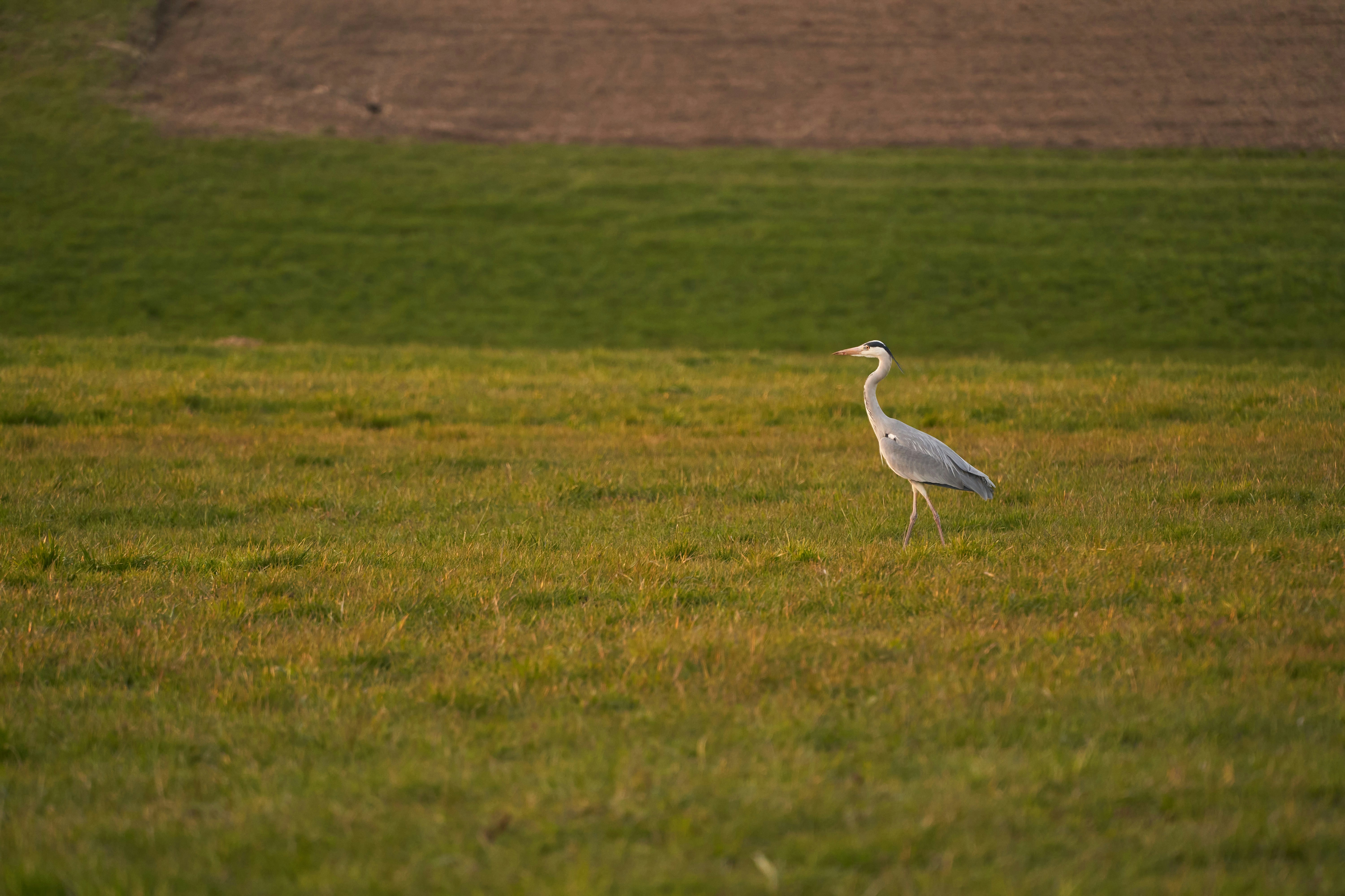 Photo by wolfgang_hasselmann