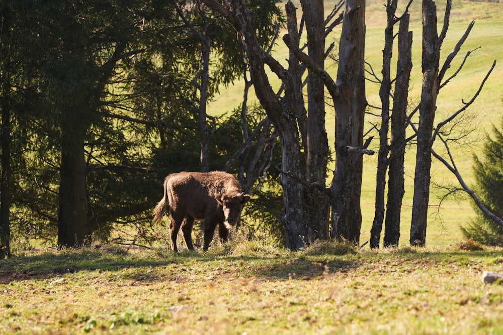 a cow standing in the middle of a forest