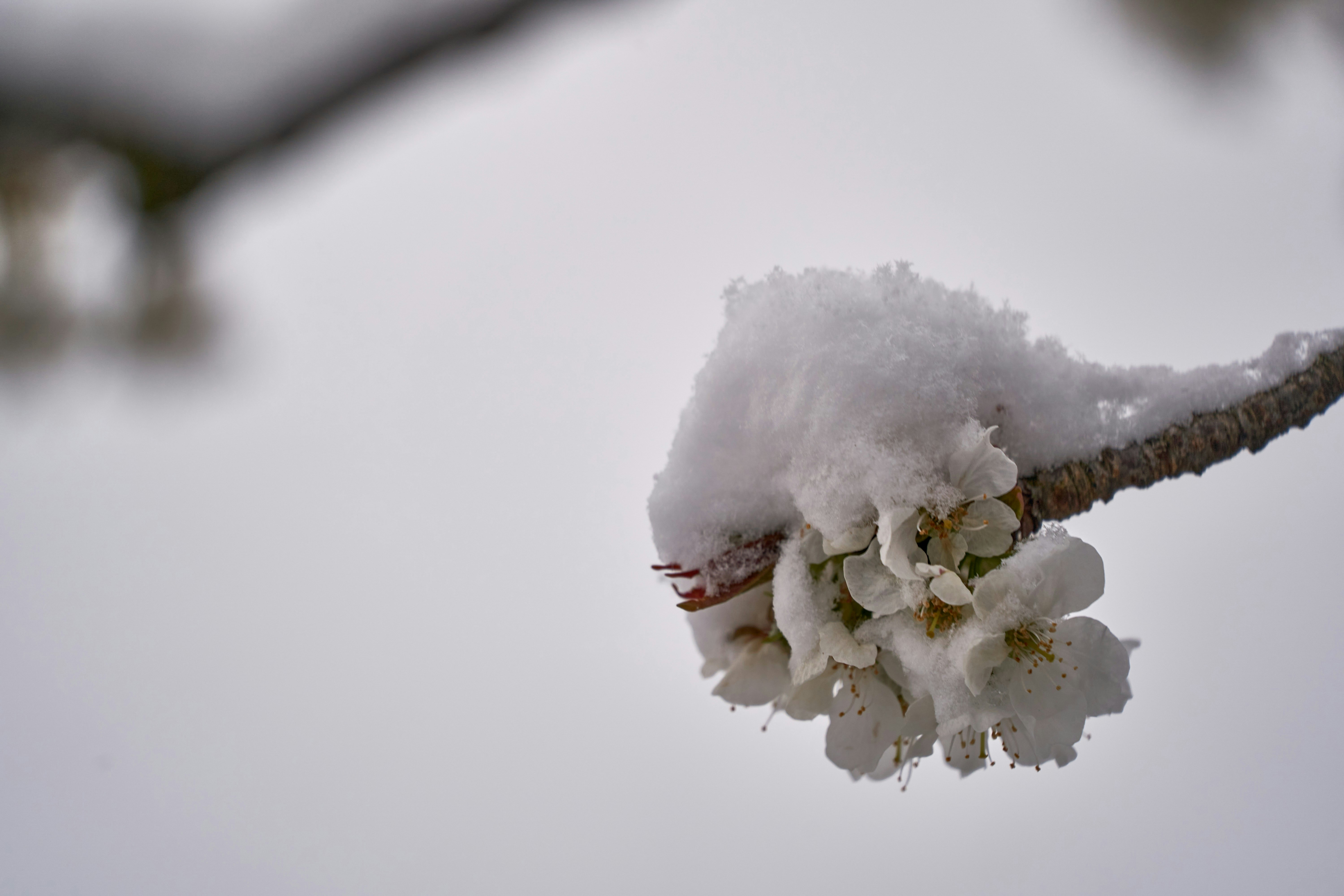 Photo by wolfgang_hasselmann