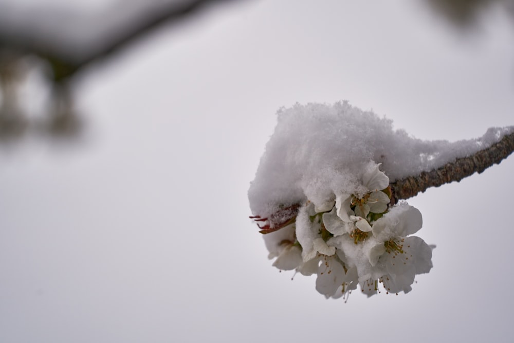 a branch of a tree covered in snow