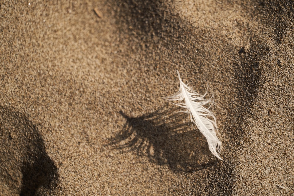 a white feather is laying on the sand