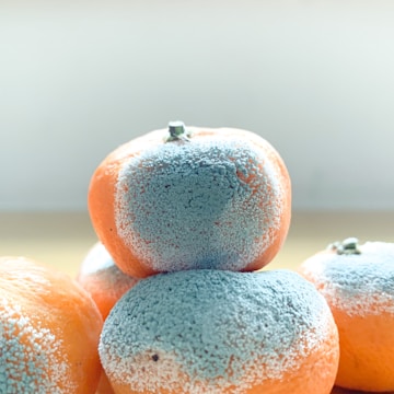 Several oranges covered in patches of blue and white mold, arranged in a small pile on a light-colored surface.