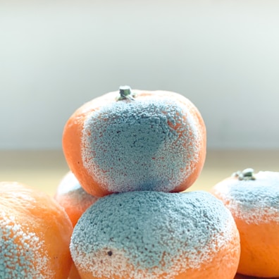Several oranges covered in patches of blue and white mold, arranged in a small pile on a light-colored surface.