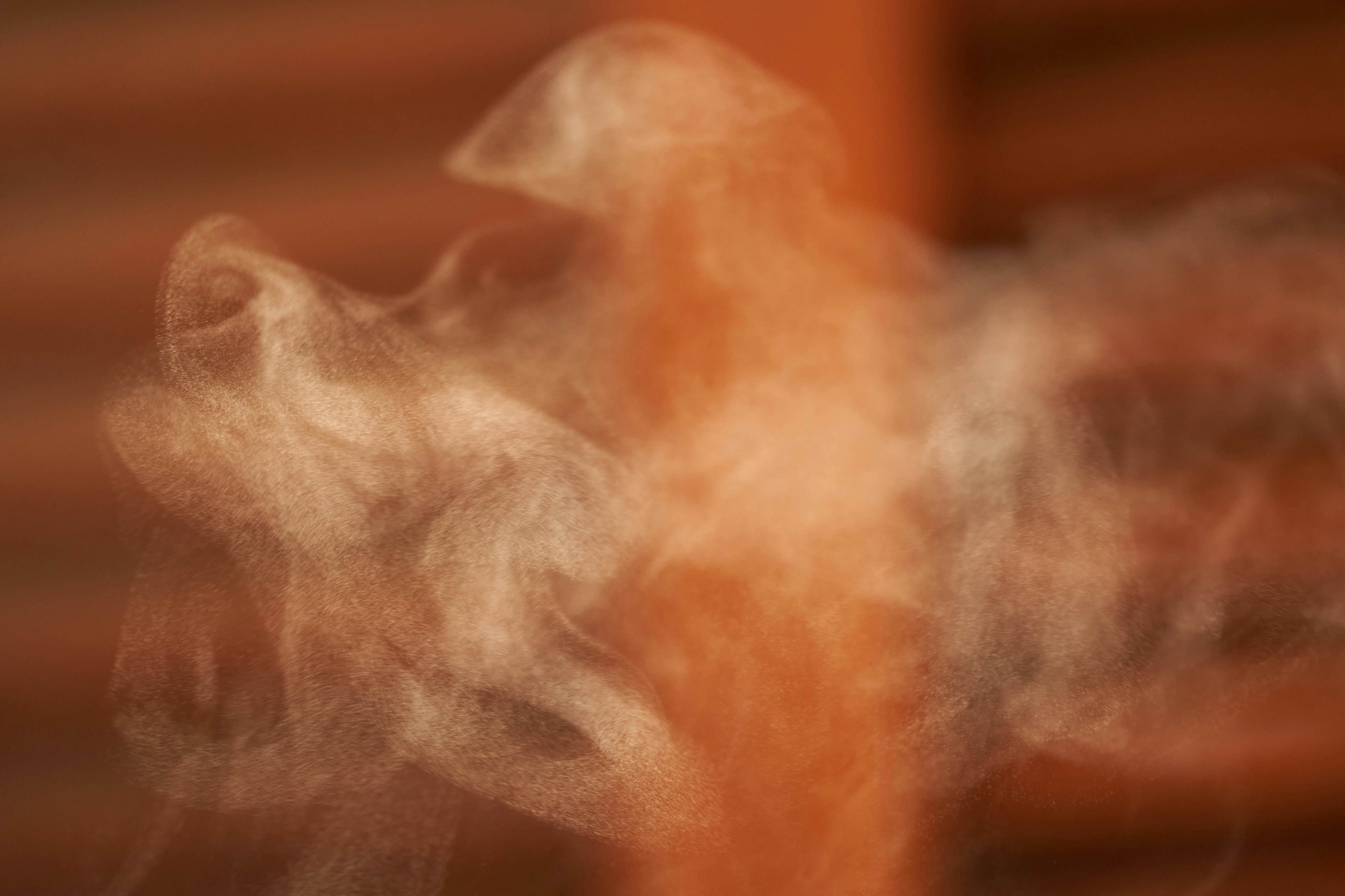 Photo by wolfgang_hasselmann