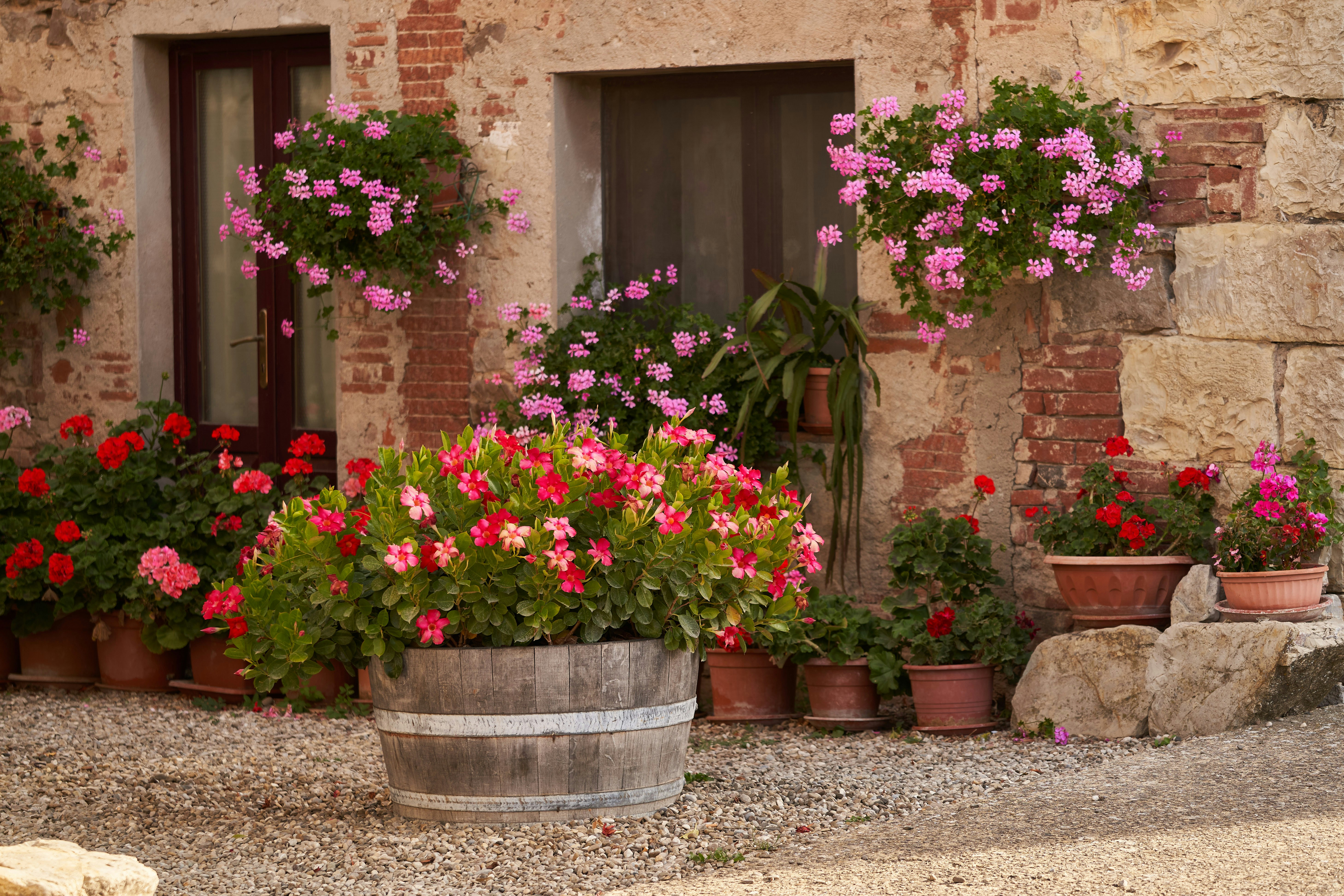 a number of potted plants near one another