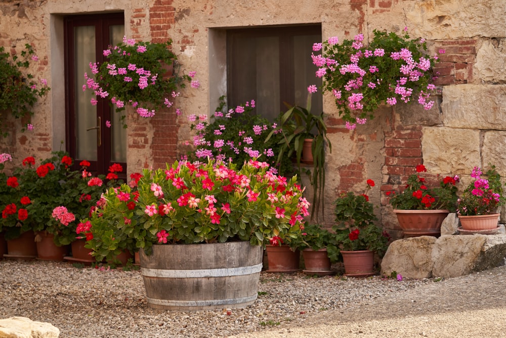 a number of potted plants near one another