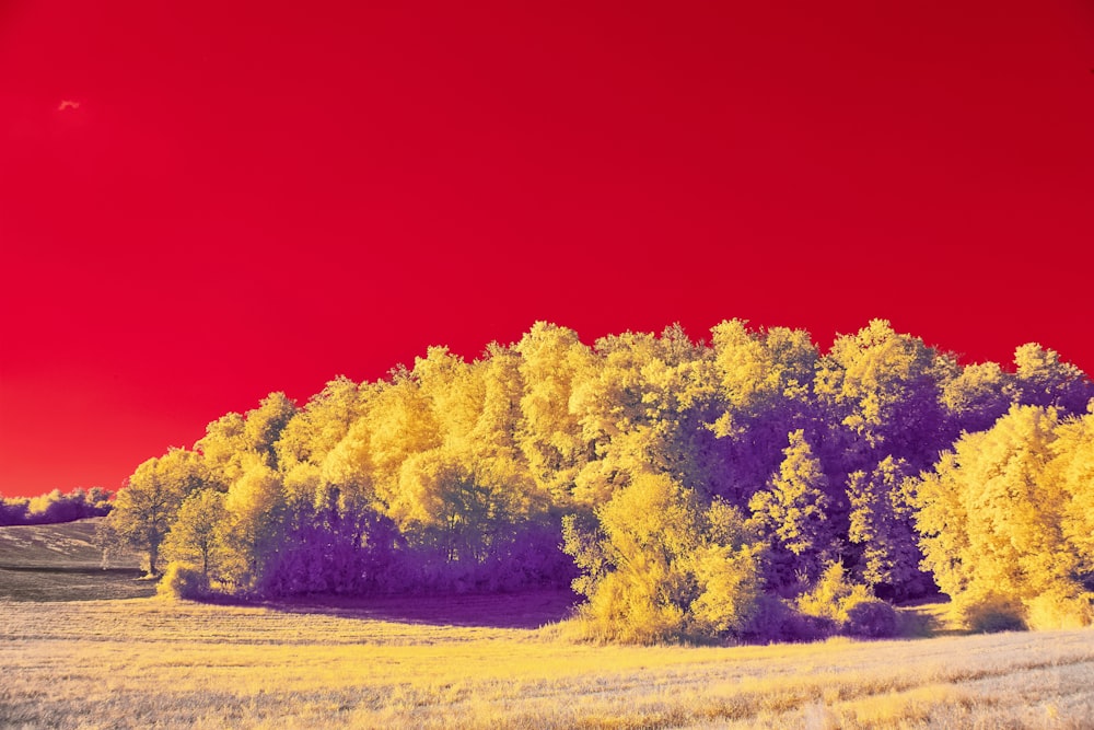 a red sky and some trees in a field