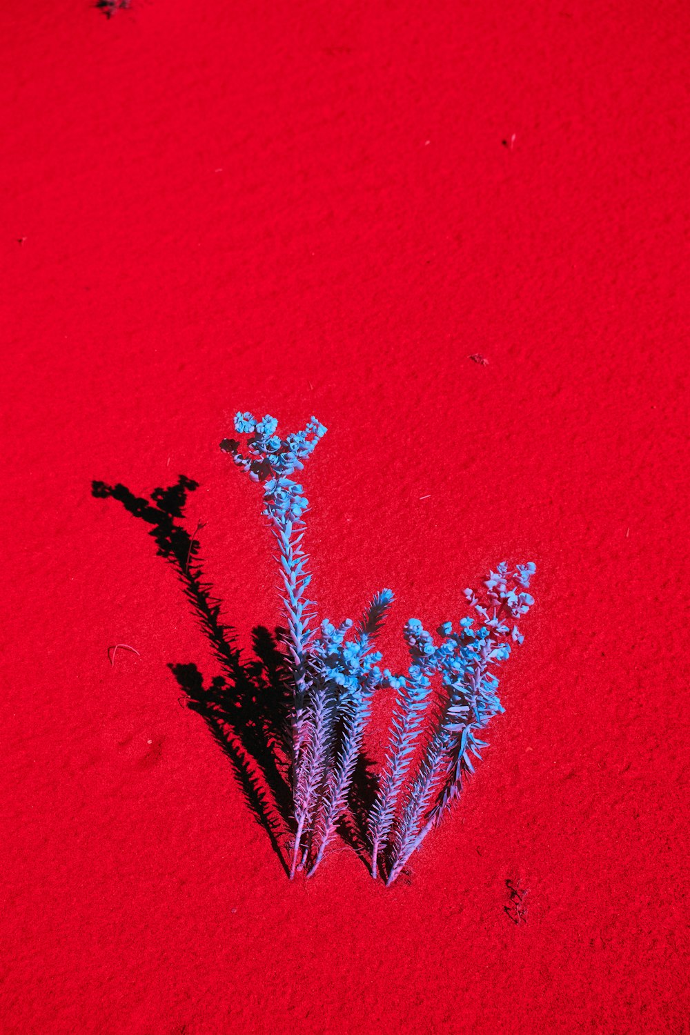a plant is casting a shadow on a red surface