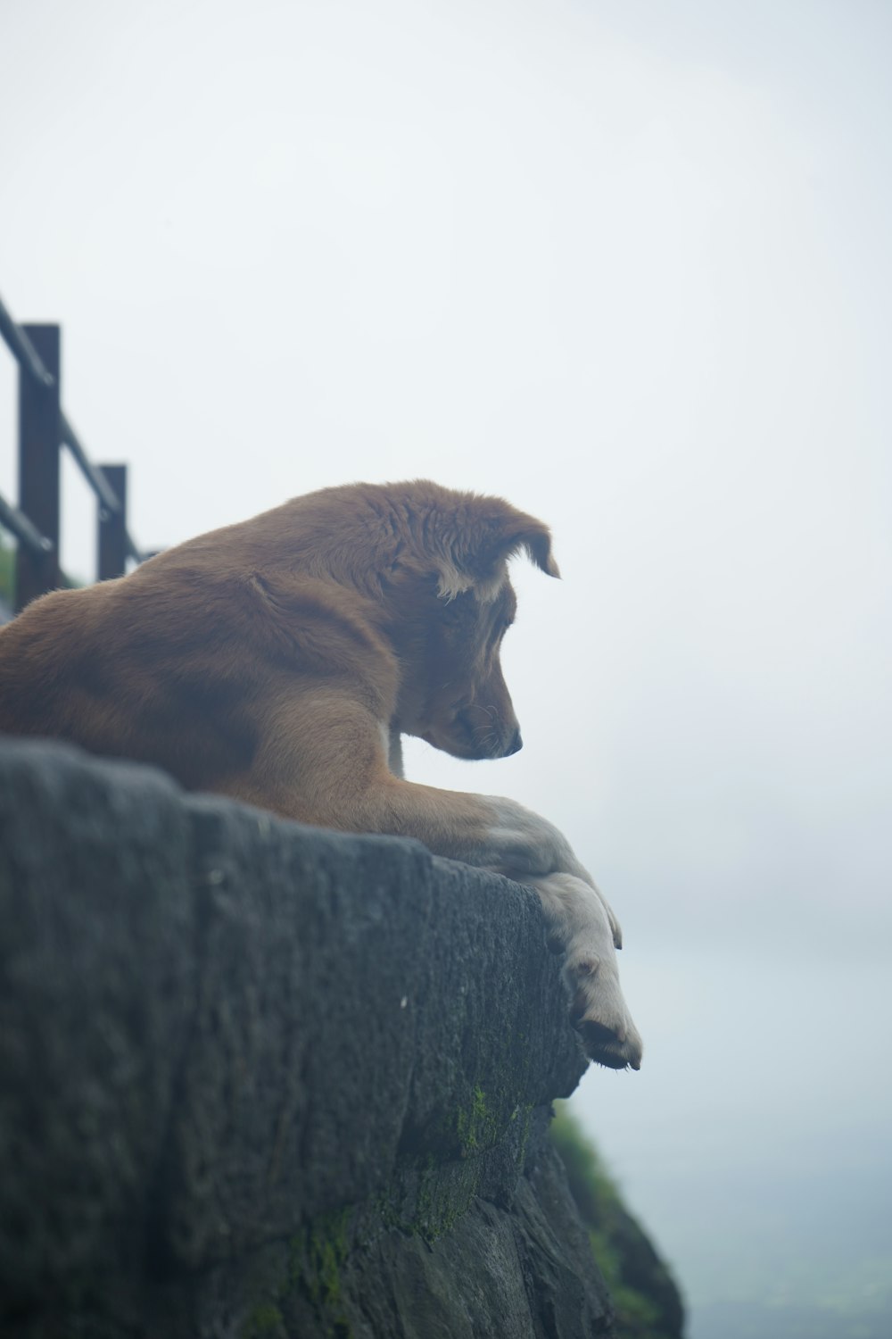 a dog sitting on top of a rock wall