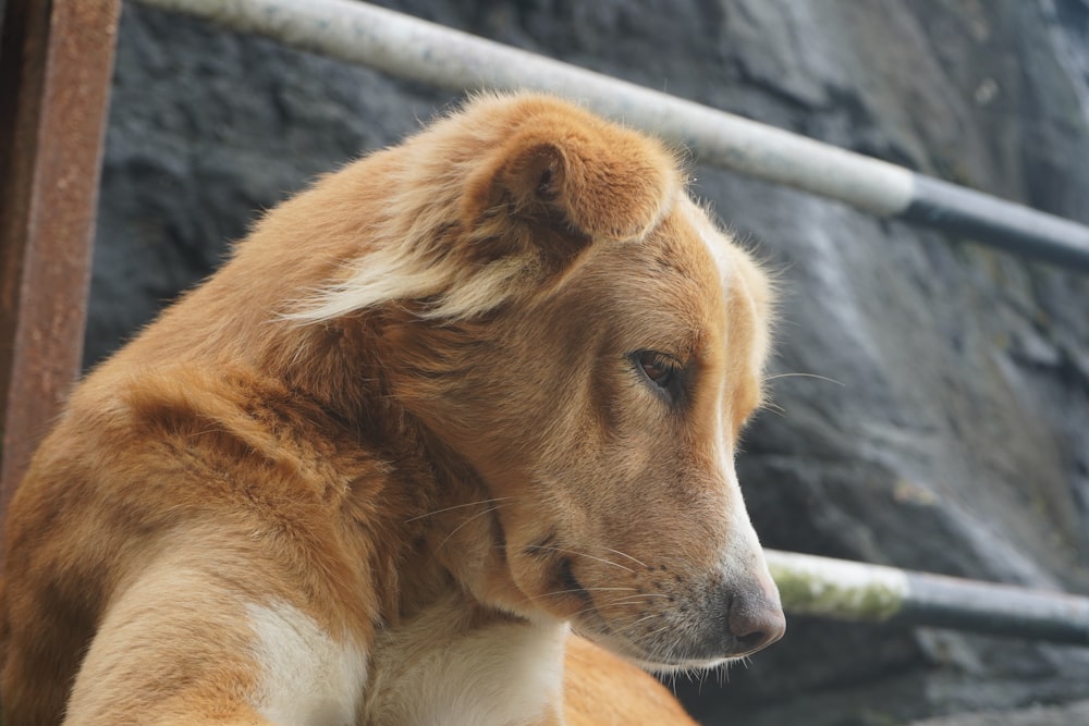 a brown and white dog sitting next to a stone wall