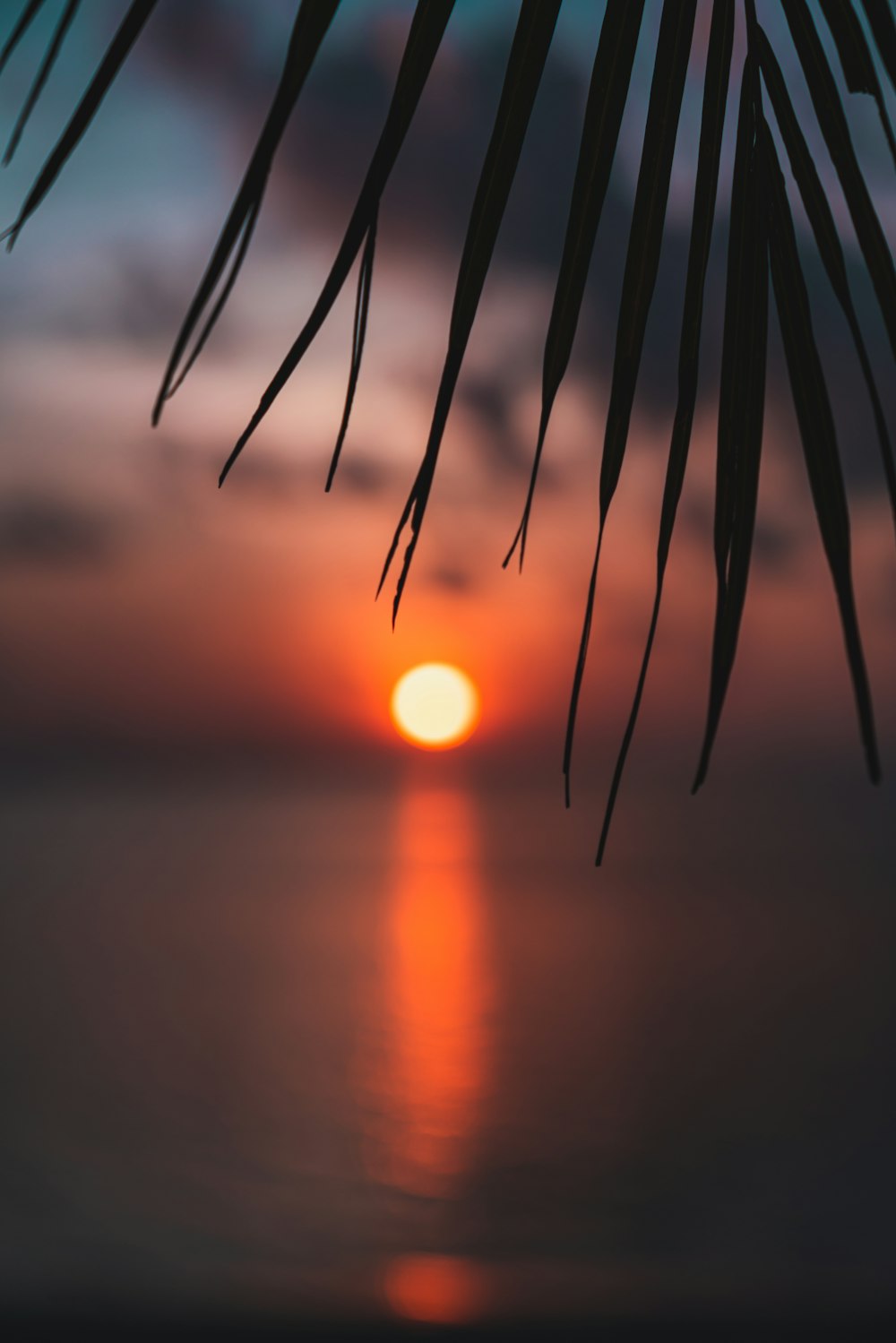 Die Sonne geht mit einem Palmblatt über dem Ozean unter