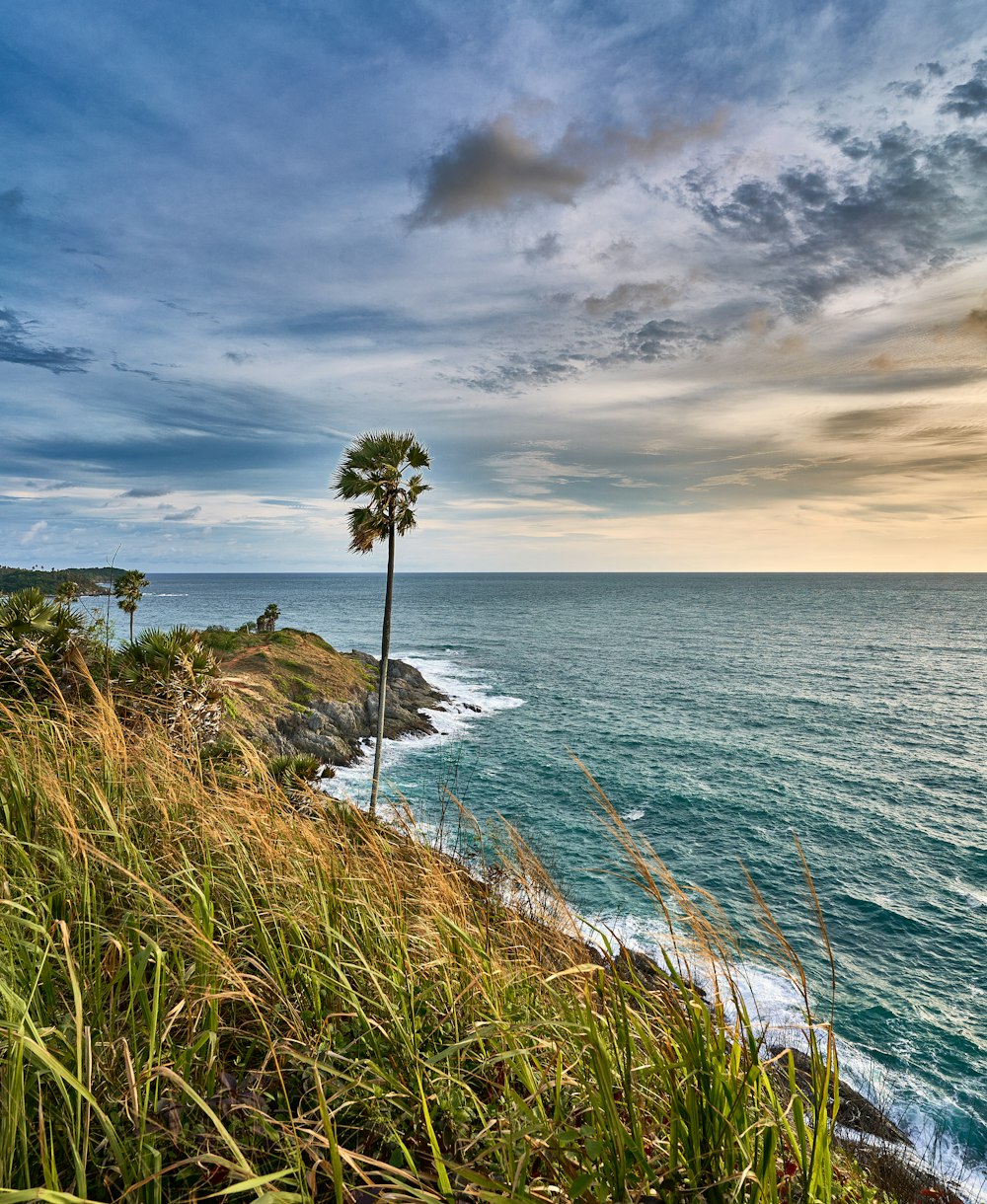 a lone palm tree on a cliff overlooking the ocean