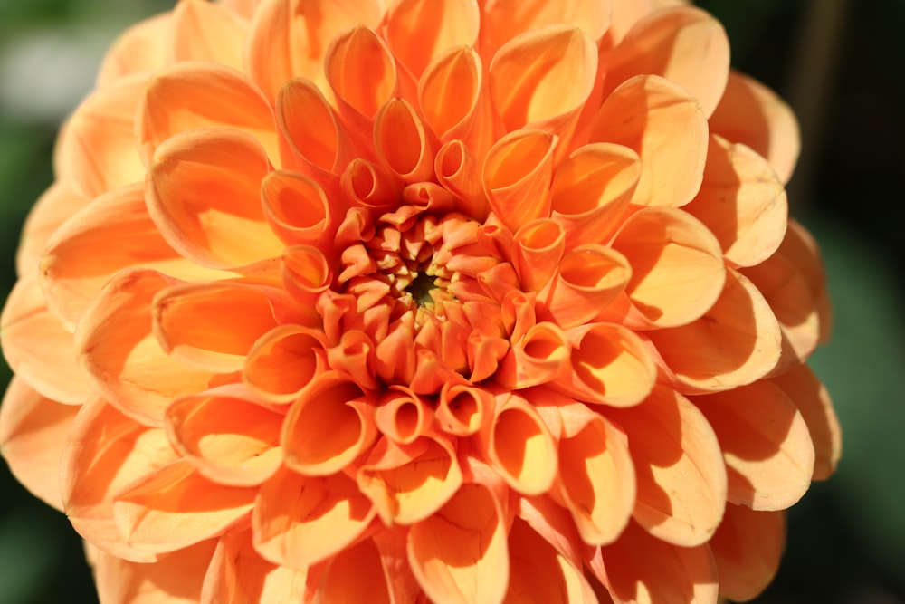 a close up of a large orange flower