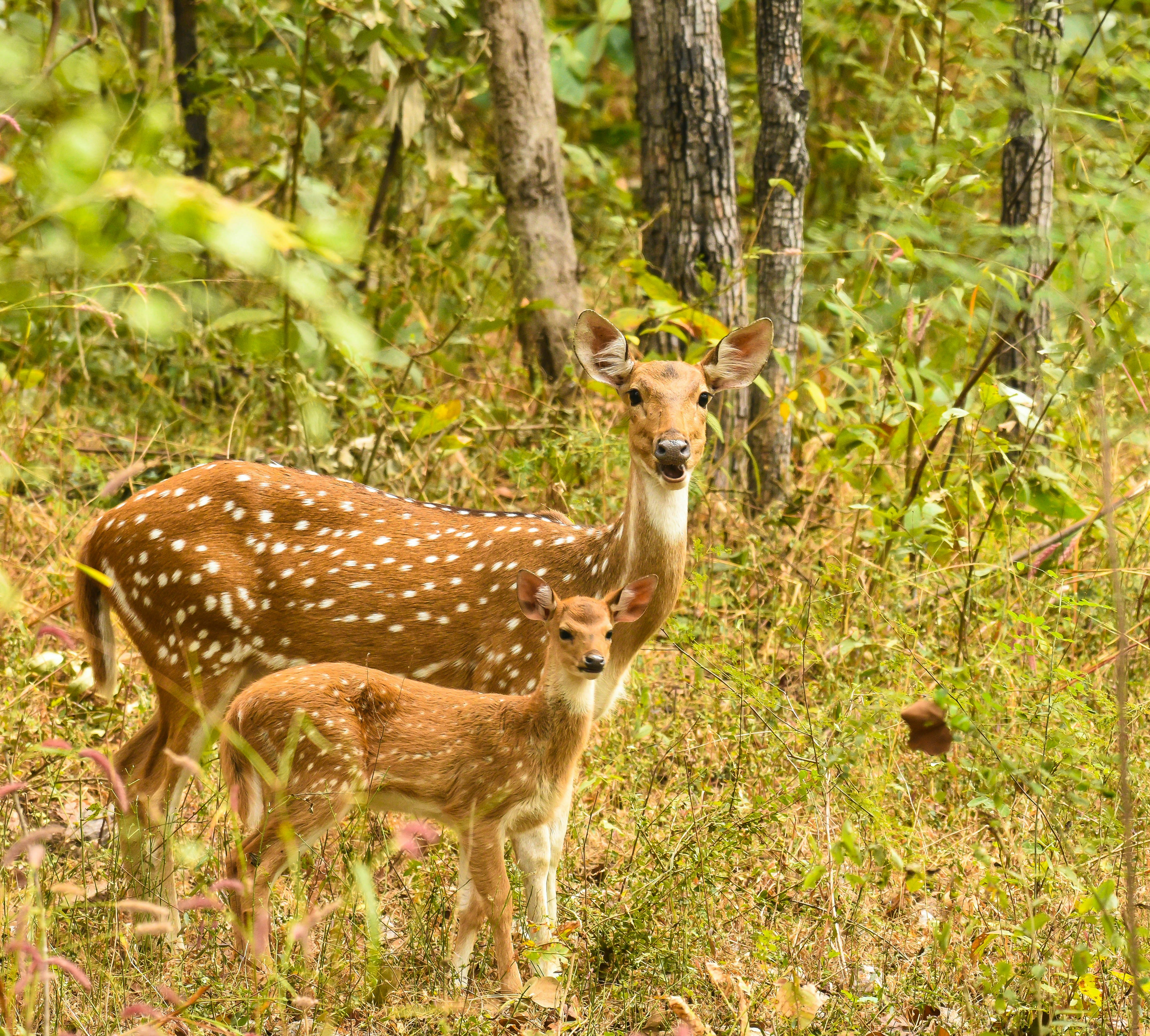 a couple of deer standing next to each other in a forest
