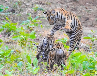 A tiger is playfully interacting with two cubs in a lush green forest setting. The tiger appears to be in mid-air, possibly engaging in a playful pounce as the cubs are moving in the grassy area surrounded by vibrant foliage.