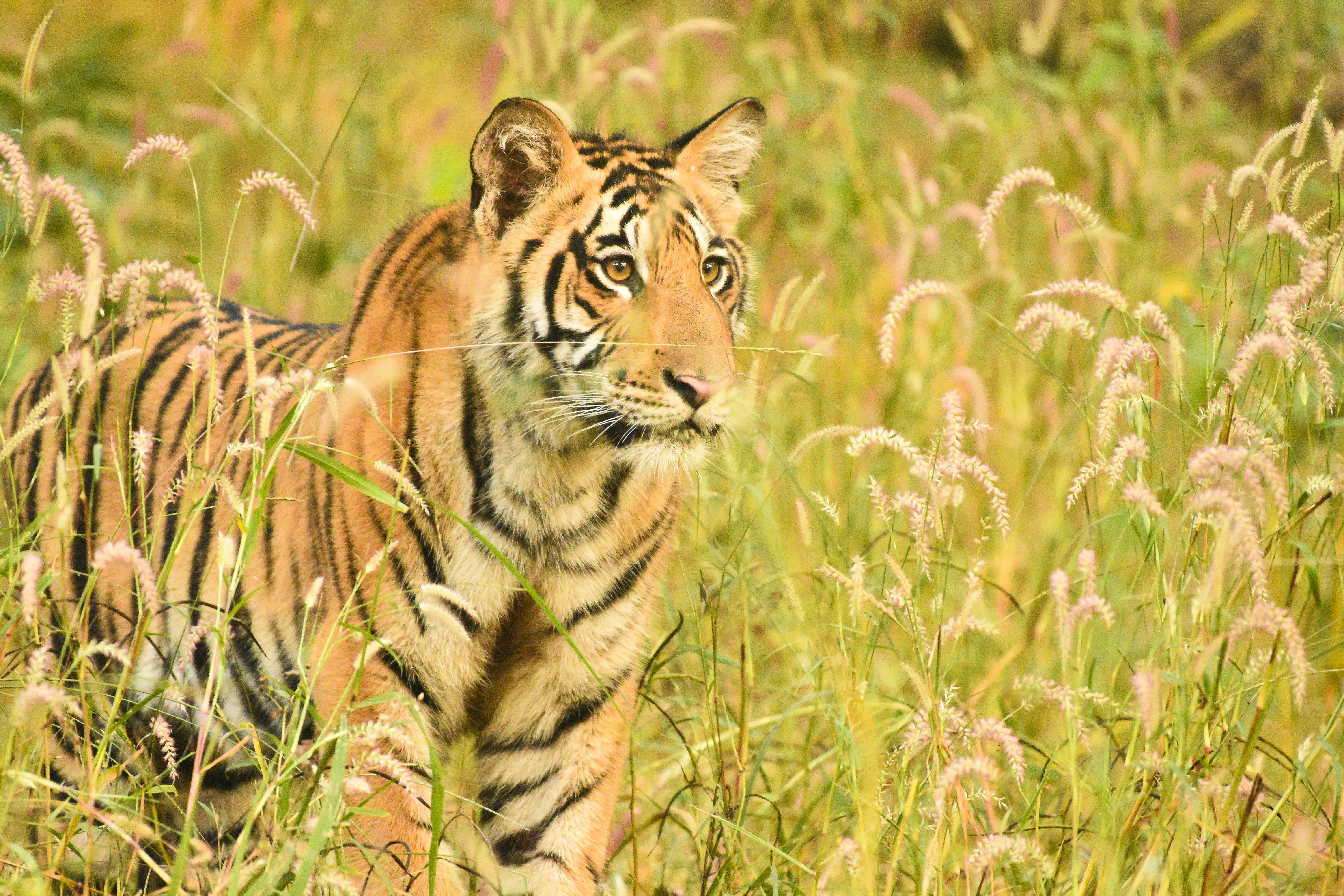 Photo by rahuldeshmukh18