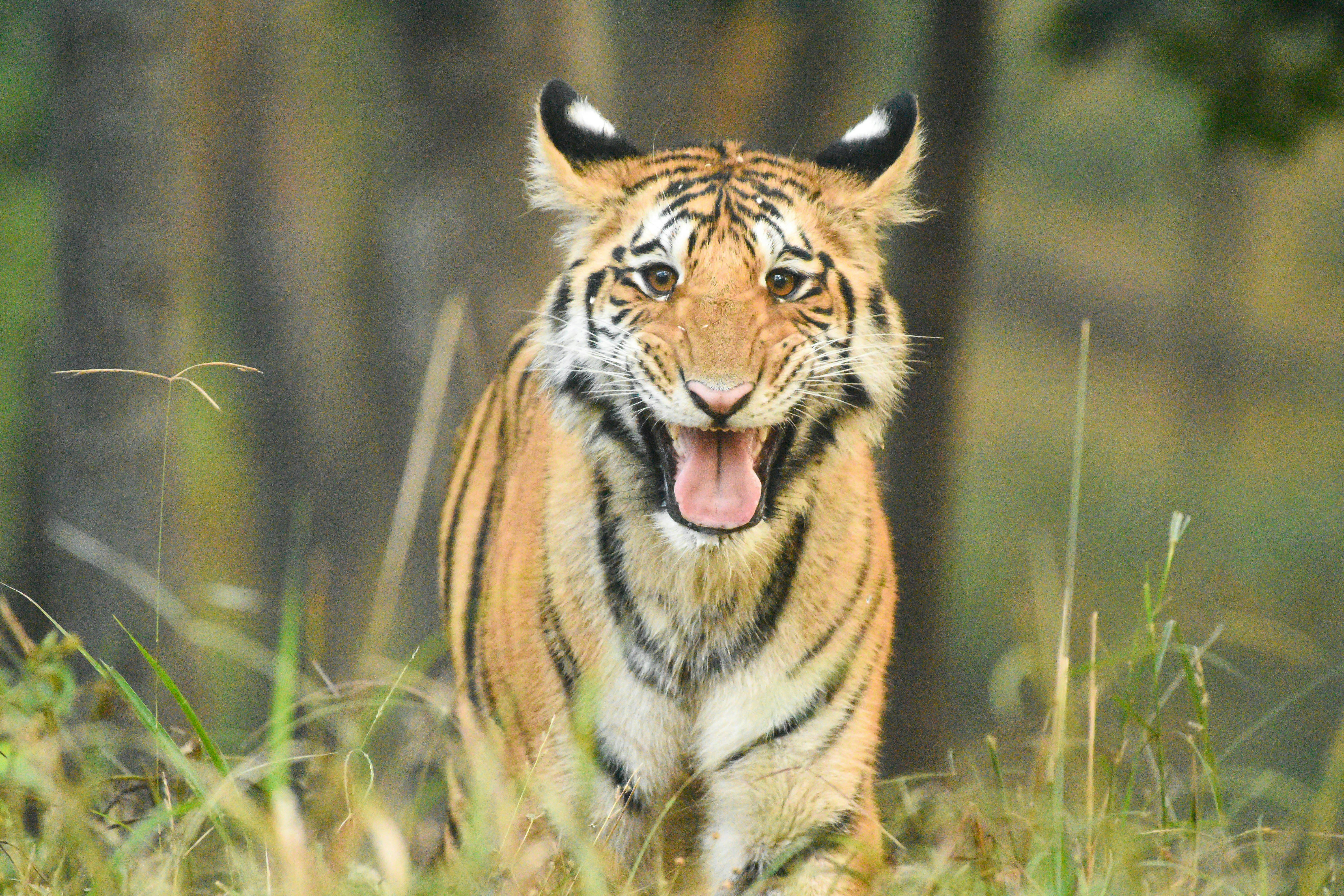 a tiger walking through a lush green forest